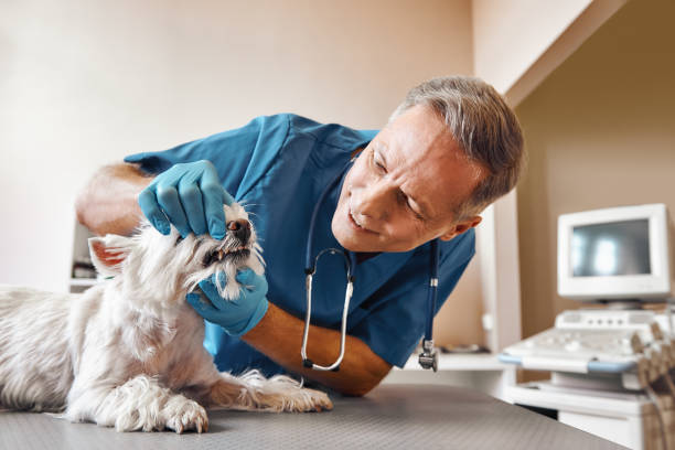 Best Cosmetic Emergency Dentistry in River Park, FL